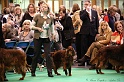 Crufts2011_2 012